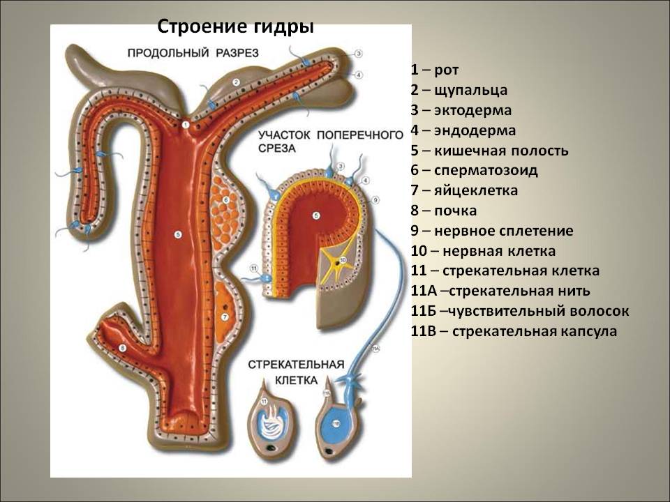 Ссылка на мегу тг